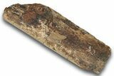 Hadrosaur (Edmontosaurus) Rib Bone Section - Montana #246637-1